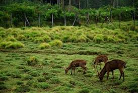 Hasil gambar untuk foto wisata bandung selatan ciwidey