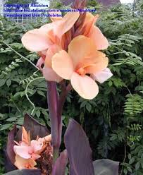 Plantfiles Picture 1 Of Canna Lily Autumn Dragon Canna X Generalis Canna Flower Canna Lily Landscaping Lily Plants