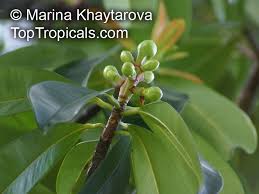 Image result for Pentadesma