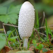 Image result for Coprinus comatus