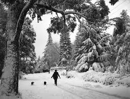 1951 Heavy Snow Fall Mt Macedon From The Vicroads Archives Vicroads Centenary 1913 2013 Australia Photos Victoria Australia Melbourne Australia