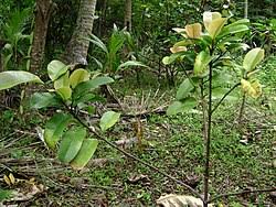 Image result for Garcinia buchneri