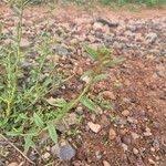 Image result for Hermannia kirkii