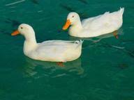 Trivia quizzes are a great way to work out your brain, maybe even learn something new. Ducks Ducks Ducks Quiz 10 Questions