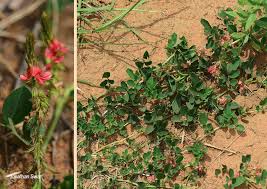 Image result for Indigofera oxalidea