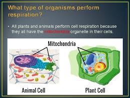Check spelling or type a new query. Agenda Warmup Study 10 Min Quiz On Photosynthesis
