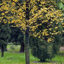 Maybe you would like to learn more about one of these? Hardy Trees To Grow In Zone 3