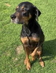 Labrador retriever puppies for sale and dogs for adoption in georgia, ga. Pet Rehoming Network