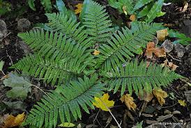 Image result for Paropsia braunii