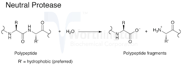 They are also called proteolytic enzymes or proteinases. Neutral Protease Dispase Worthington Enzyme Manual