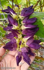 Image result for Mucuna