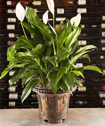 Image result for Spathiphyllum