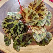 Image result for Begonia ciliobracteata