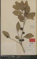 Image result for Scolopia stolzii