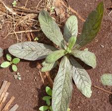 Image result for Rhynchosia viscosa