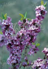 Image result for Daphne mezereum