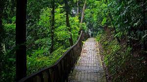 You have heard it right! Kl Forest Eco Park Visit Selangor