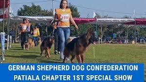 If you want an alternative regimen. German Shepherd Dog Confederation Patiala Chapter 1st Special Show Progeny Group Class Grewal Youtube