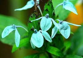 Image result for Ecbolium hastatum