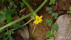 Image result for Cucumis prophetarum