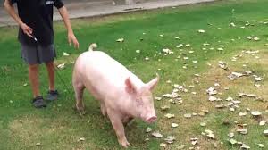 Image result for york pigs