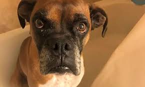 Barking zone like us on facebook These Sweet Denver Based Canines Are Up For Adoption And In Need Of