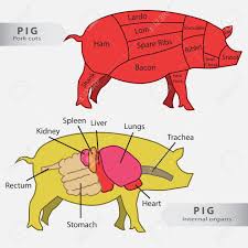 basic pig internal organs and cuts chart