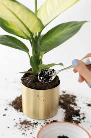 29 Plant Hacks To Upgrade Your Green Thumb Practically For Free Coffee Grounds For Plants Uses For Coffee Grounds Coffee Plant