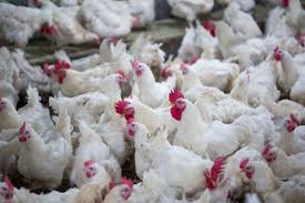 Raising backyard chickens has gone from country bumpkin status to hipster chic. Cdc Finds Increase In Salmonella Cases In Latest Backyard Poultry 2019 07 23 Meat Poultry