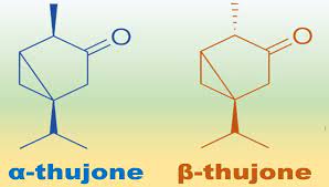 What Is Thujone Biology Brain