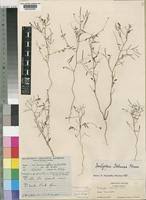 Image result for Indigofera charlieriana