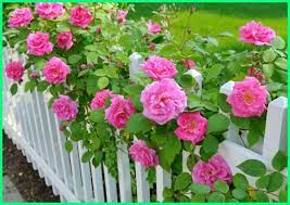 Hama adalah organisme pengganggu yang. 12 Jenis Tanaman Pagar Yang Indah Dan Sehat Dunia Fauna Hewan Binatang Tumbuhan Dunia Fauna Hewan Binatang Tumbuhan