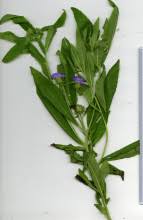 Image result for Vernonia galamensis