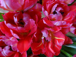 Rooney mara wurde für ihre arbeit an carol bei den filmfestspielen in cannes, wo der film im mai 2015 premiere feierte, als beste darstellerin ausgezeichnet. Tag Archive For Andy Rooney Happyface313