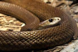Die giftigsten schlangen der welt welt der wunder tv : Ostlicher Taipan Kustentaipan Schlange Tierwissen Net