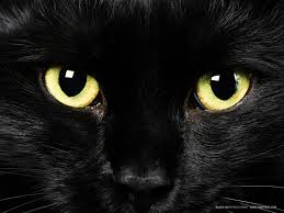 Big Black Cat Yellow Eyes Black Cats Are Awesome Here Are 32 Of Them Awesomelycute Cat Dark Yellow Cat Blue Cats