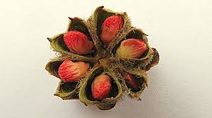 Image result for Tetracera alnifolia