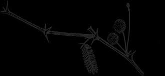 Image result for Lipocarpha rehmannii