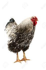 Some owners describe their polish chickens as spastic, but everyone agrees they are gentle. Silver Laced Wyandotte Rooster Isolated On White Stock Photo Picture And Royalty Free Image Image 4648445