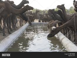 Ielts speaking part 1 topic: Camels Drink Water Image Photo Free Trial Bigstock