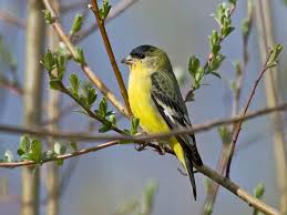 When not nesting, they gather in flocks in open fields, often with other blackbirds. What Kind Of Birds Are Yellow And Black Photos Of 15 Kinds What Birds Are In My Backyard