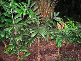 Image result for Pachystachys