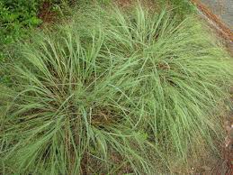 Image result for Eragrostis friesii