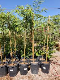 Image result for Tipuana