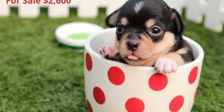 No responsible breeder would sell a puppy through a pet store or directly online without careful vetting. Just Say No To Puppyspot Stop Online Puppy Mills