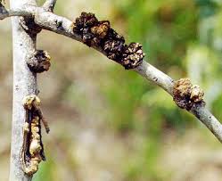 Image result for pseudomonas savastanoi pv nerii oleander symptoms