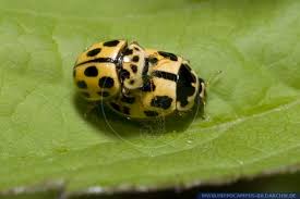 Image result for Isoglossa punctata