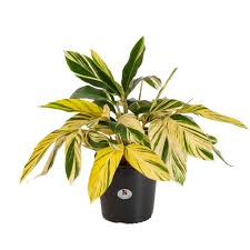 Check spelling or type a new query. United Nursery Ginger Variegated Alpinia Zerumbet Plant Tree Live Outdoor Indoor House Plant 9 25 Grower Pot Walmart Com Walmart Com