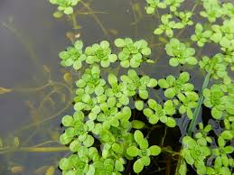 Image result for Callitriche