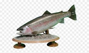 Online store · special deals · us company · join our newsletter Rainbow Trout Mount Coastal Cutthroat Trout Clipart 5460681 Pikpng